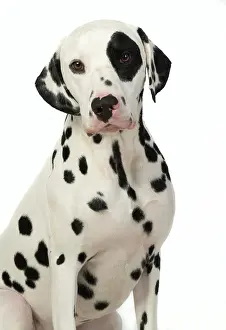 Dalmatians: DOG. Dalmatian sitting, studio, white background