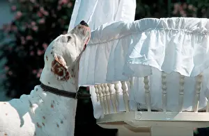 Cradle: Dog - Dalmatian sniffs childIs cradle / crib / cot