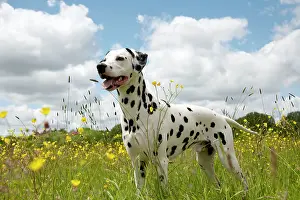 Dalmatian: DOG - Dalmatian standing in buttercup field