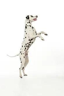 Greet: DOG - Dalmatian standing on its back legs