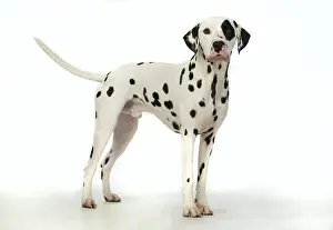 Dalmatians: DOG. Dalmatian standing, studio, white background