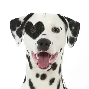 Dalmatians: DOG