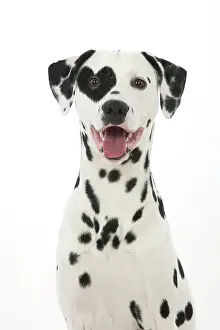 Dalmatians: DOG