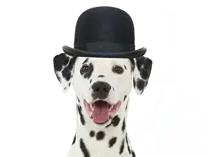 Dalmatians: DOG - Dalmatian with its tongue out wearing a bowler hat