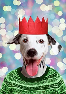 Dalmatians: Dog