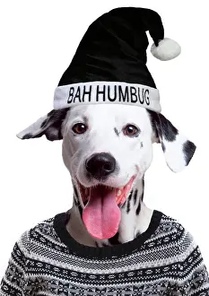 Dalmatians: Dog