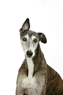 Brindle: Dog - Dark Brindle and white Greyhound