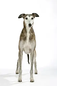 Brindle: Dog - Dark Brindle and white Greyhound