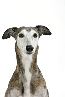 Brindle: Dog - Dark Brindle and white Greyhound
