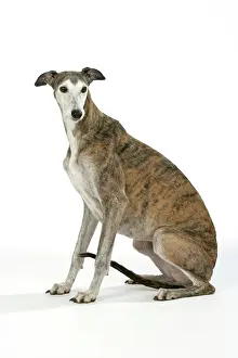 Brindle: Dog - Dark Brindle and white Greyhound