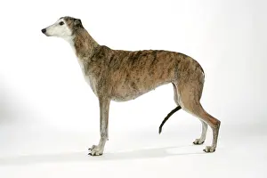 Brindle: Dog - Dark Brindle and white Greyhound