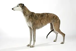 Brindle: Dog - Dark Brindle and white Greyhound