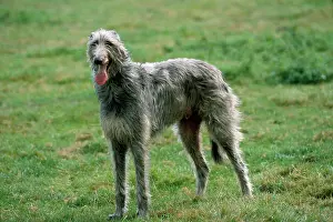 Deerhounds: Dog - Deerhound