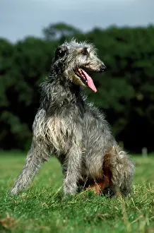 Deerhounds: Dog - Deerhound