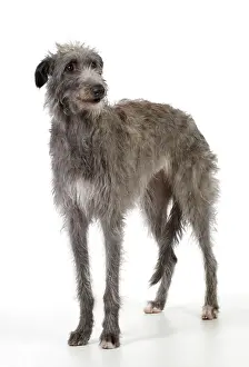 Deerhound: DOG - Deerhound