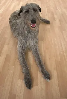 Deerhounds: Dog Deerhound