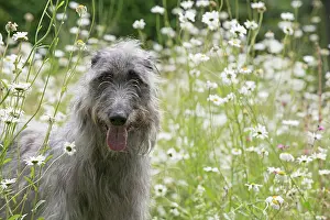 Deerhounds: Dog Deerhound in garden meadow