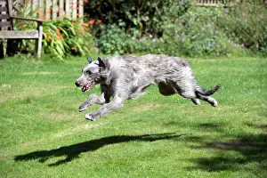 Deerhound: DOG - Deerhound running in garden