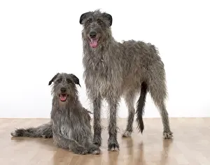 Deerhounds: Dog Deerhounds