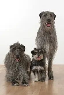 Deerhounds: Dog Deerhounds with cross breed dog
