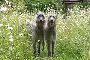 Deerhounds: Dog Deerhounds in garden meadow