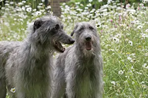 Deerhounds: Dog Deerhounds in garden meadow