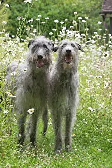 Deerhounds: Dog Deerhounds in garden meadow