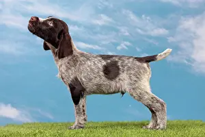 Pointers: Dog - Deutsch Drahthaar / German Wirehaired Pointer