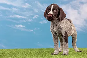 Pointers: Dog - Deutsch Drahthaar / German Wirehaired Pointer