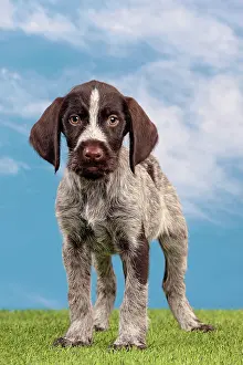 Pointers: Dog - Deutsch Drahthaar / German Wirehaired Pointer