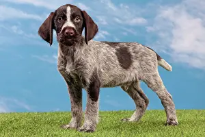 Pointers: Dog - Deutsch Drahthaar / German Wirehaired Pointer