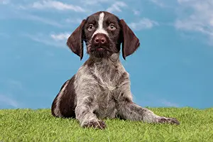 Pointers: Dog - Deutsch Drahthaar / German Wirehaired Pointer