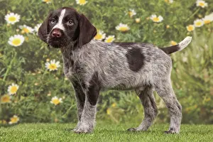 Pointers: Dog - Deutsch Drahthaar / German Wirehaired Pointer