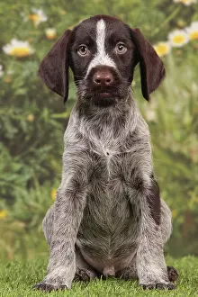 Pointers: Dog - Deutsch Drahthaar / German Wirehaired Pointer