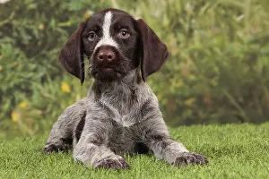Pointers: Dog - Deutsch Drahthaar / German Wirehaired Pointer