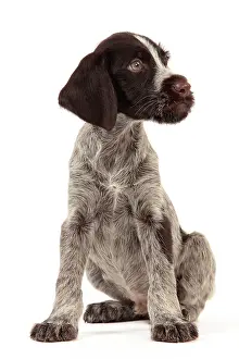Pointers: Dog - Deutsch Drahthaar / German Wirehaired Pointer