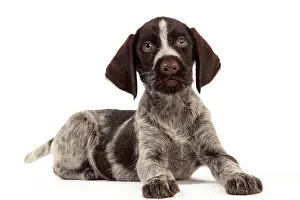 Pointers: Dog - Deutsch Drahthaar / German Wirehaired Pointer