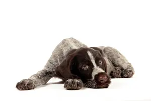 Pointers: Dog - Deutsch Drahthaar / German Wirehaired Pointer