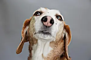 Deutsche: Dog, Deutsche Bracke, portrait, Germany, Europe