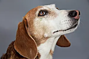 Deutsche: Dog, Deutsche Bracke, portrait, Germany, Europe
