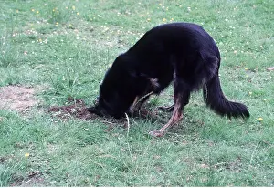 Digging: DOG - Digs in garden