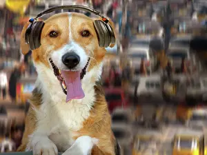 Quirky: Dog - DJ - listening to music through headphones
