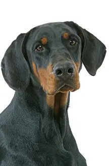Pinschers: Dog - Doberman