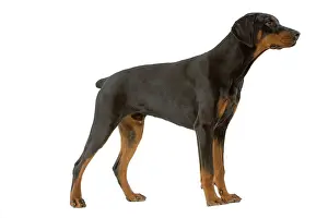 Pinschers: Dog - Doberman