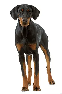 Doberman: Dog - Doberman