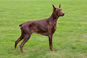 Pinschers: Dog - Doberman Pincher