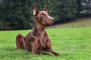 Pinschers: Dog - Doberman Pincher