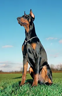 Pinschers: Dog - Doberman Pinscher / Dobermann. Sitting in meadow