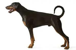Pinschers: Dog - Doberman Pinscher / Dobermann