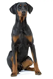 Pinschers: Dog - Doberman Pinscher / Dobermann